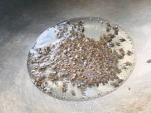 クミンシードクミン炒め